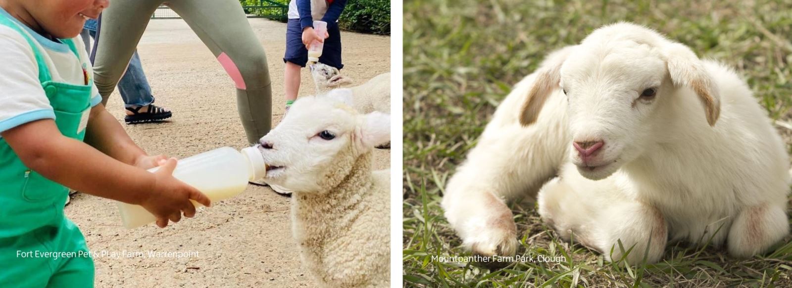 Fort Evergreen Pet & Play Farm and Mountpanther Farm Park